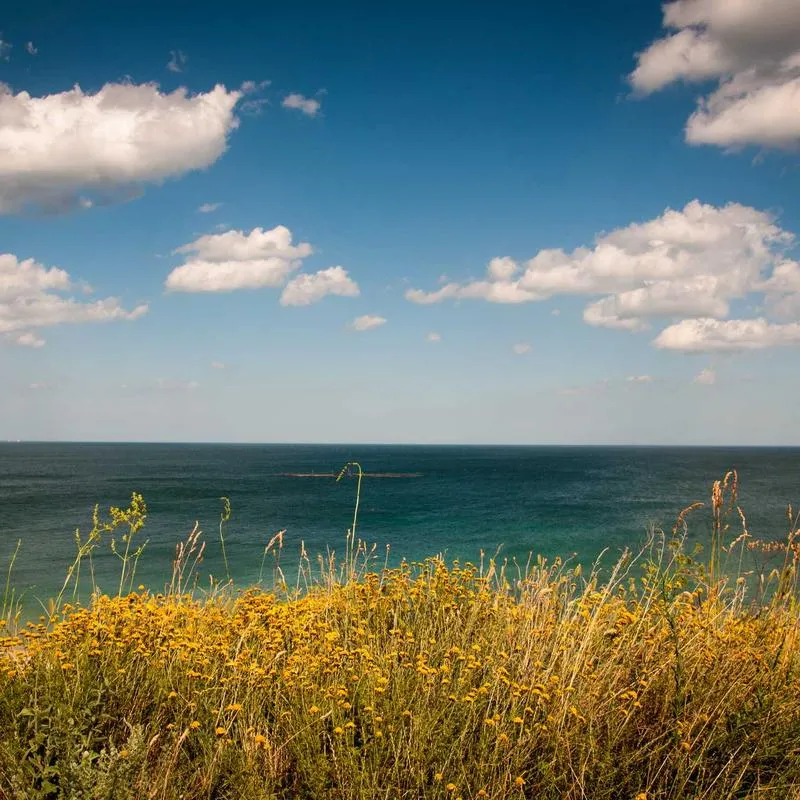 Yellow wildflowers overlooking the sea