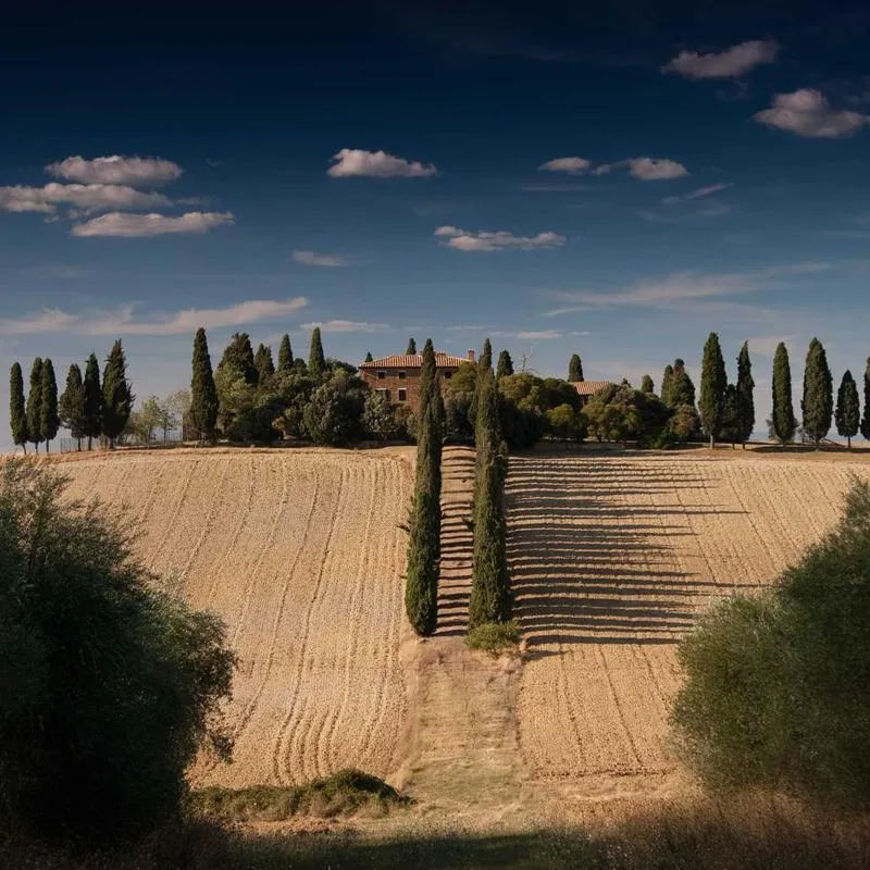 A path through fields lined with cypress trees