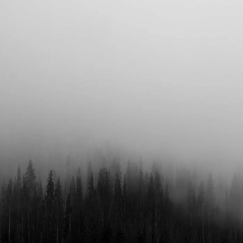 A forest disappearing into mist